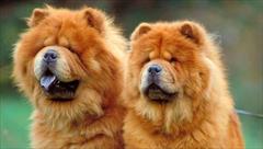 buy-sell entertainment-sports pets فروش چاو چاو چمپیون حرفه ای