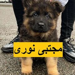 buy-sell entertainment-sports pets فروش توله سگ ژرمن شپرد شولاین با تضمین کیفیت 