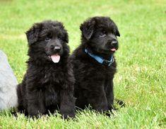 buy-sell entertainment-sports pets فروش سگ ژرمن شپرد بلک اصیل مرکز  امیرپاشا 