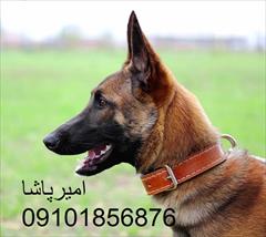 buy-sell entertainment-sports pets فروش سگ‌های اصیل با گارانتی سلامت در محمدشهر