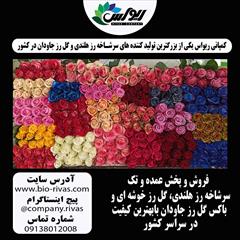 industry agriculture agriculture فروش سرشاخه رز هلندی در زنجان