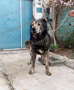 buy-sell entertainment-sports pets فروش توله خرس سگ قفقازی اصیل