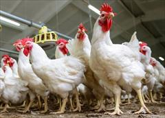 industry livestock-fish-poultry livestock-fish-poultry فروش تخم نطفه دار مرغ و خروس گوشتی