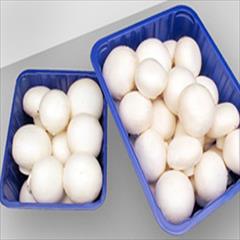 industry packaging-printing-advertising packaging-printing-advertising ظروف بسته بندی قارچ 09144432479