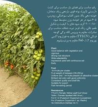 industry agriculture agriculture عرضه بذر گوجه کاردلن