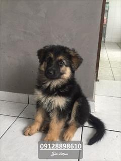 industry livestock-fish-poultry livestock-fish-poultry سگ گارد_فروش ژرمن نگهبان