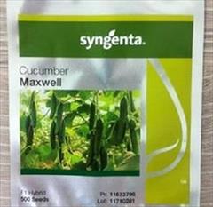 industry agriculture agriculture بذر خیار ماکسول { محصول کمپانی سینجنتا }