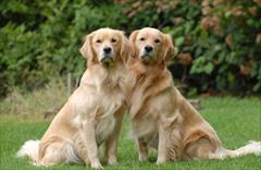 industry livestock-fish-poultry livestock-fish-poultry  گلدن رتریور سفید طلایی نر و ماده