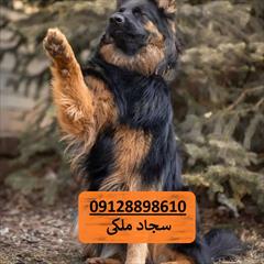 industry livestock-fish-poultry livestock-fish-poultry فروش فوق العاده سگ - ژرمن شولاین مو بلند حرفه ای