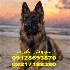 buy-sell entertainment-sports pets این ویدیوی بازی کردن سگ ژرمن را از دست ندهید!"