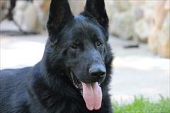 buy-sell entertainment-sports pets فروش مولدهای بی نظیر سگ ژرمن شپرد بلک محدود
