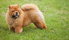 buy-sell entertainment-sports pets فروش توله سگ های چاوچاو زینتی _نگهبان chow chow