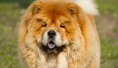 buy-sell entertainment-sports pets فروش انواع سگ های چاوچاو زینتی _نگهبان chow chow