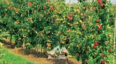real-estate land-for-sale land-for-sale 2590 متر باغ واقع در ملارد