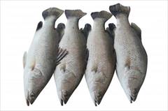 services educational educational دوره آموزشی تولید تجاری ماهی سی‌باس دریایی