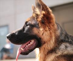 buy-sell entertainment-sports pets فروش سگ ژرمن شپرد اصیل | توله و بالغ 