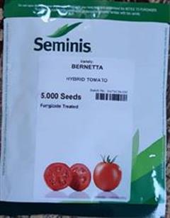 industry agriculture agriculture بذر گوجه فرنگی برنتا سمینیس بذر گوجه BERNETA