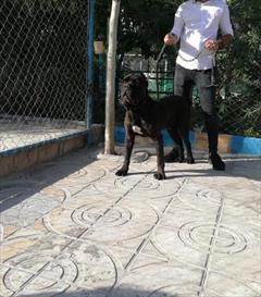 buy-sell entertainment-sports pets  کن کورسو های فوق العاده باهوش و حرفه ای 