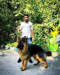 buy-sell entertainment-sports pets  فروش فوق العاده ژرمن کینگ 