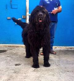 buy-sell entertainment-sports pets فروش توله سگ تبت ماستیف ، فروش توله ماستیف تبتی 