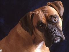 buy-sell entertainment-sports pets  قیمت سگ باکسر نر ، خرید و فروش سگ باکسر 