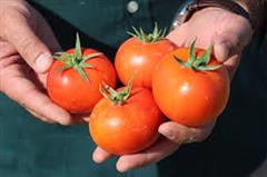 industry agriculture agriculture فروش بذر گوجه فرنگی تارا