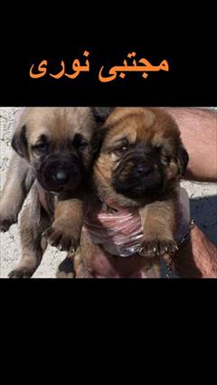 buy-sell entertainment-sports pets فروش سگ سرابی درشت ، کیفیت بالا درجه یک تضمینی 