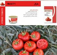 industry agriculture agriculture فروش بذر گوجه تایفون 