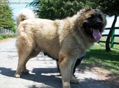 buy-sell entertainment-sports pets فروش سگ قفقاضی آماده برای نگهبانی