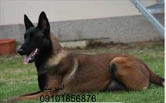 buy-sell entertainment-sports pets خرید و فروش سگ مالینویز واکسن خورده 