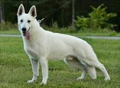 buy-sell entertainment-sports pets توله‌سگ‌های نژاد اصیل و آموزش‌دیده - از امیرپاشا! 