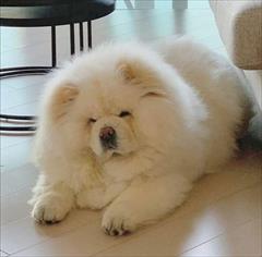 buy-sell entertainment-sports pets فروش سگ چاو چاو خرسی پوزه فلت اصیل
