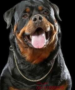buy-sell entertainment-sports pets خرید و فروش سگ روتوایلر با ضمانت