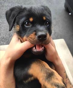 buy-sell entertainment-sports pets  سگ ماده روتوایلر،توله روتوایلر ماده 