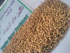 industry agriculture agriculture فروش بذر یونجه در ارقام مختلف