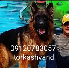 buy-sell entertainment-sports pets فروش سگ گارد ژرمن شپرد در تهران و کرج