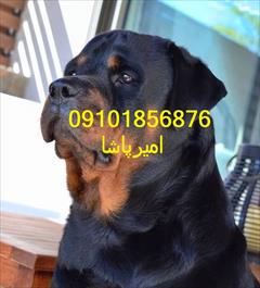 buy-sell entertainment-sports pets فروش سگ روتوایلر اصیل | توله و بالغ حرفه‌ای
