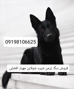 industry livestock-fish-poultry livestock-fish-poultry ژرمن شپرد فروشی جفتیابی سگ ژرمنشپرد بلک و دورنگ