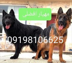industry livestock-fish-poultry livestock-fish-poultry فروش سگ نگهبان فروش سگ بگیر برای باغ و ویلا 