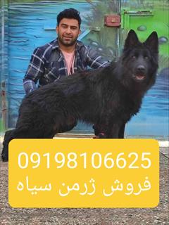 industry livestock-fish-poultry livestock-fish-poultry ژرمن سیاه فروش سگ ژرمنبلک جفتیابی سگ ماده ژرمن 