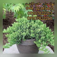 industry agriculture agriculture فروش گل کاج ستاره ای