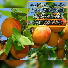 industry agriculture agriculture فروش نهال زردآلو پرتقالی
