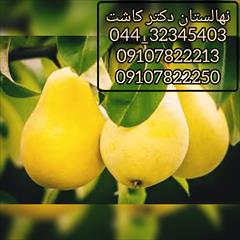 industry agriculture agriculture فروش نهال گلابی سیبری