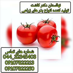 industry agriculture agriculture فروش بذر گوجه فرنگی تروی و انواع ارقام بذر