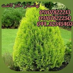 industry agriculture agriculture فروش عمده گیاه کامیس