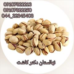 industry agriculture agriculture فروش عمده نهال پسته فندقی و انواع ارقام نهال