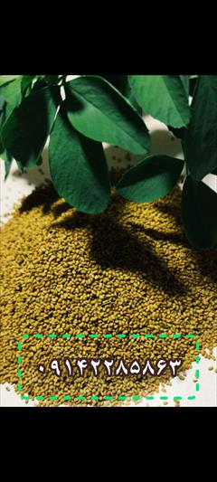 industry agriculture agriculture فروش بذر یونجه بغدادی 