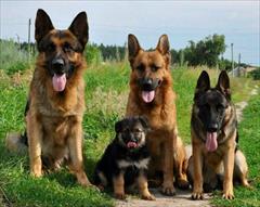 buy-sell entertainment-sports pets فروش سگ ژرمن شپرد وارداتی اصیل