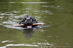 buy-sell entertainment-sports pets فروش سگ های نیوفانلند غریق نجات _ ماهی شناگر