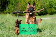 buy-sell entertainment-sports pets سگ ژرمن شپرد آموزش دیده